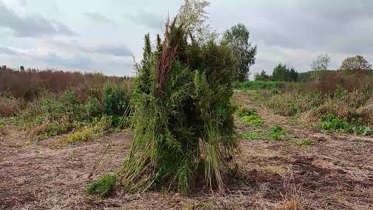 В Орехово-Зуевском городском округе полицией уничтожено более 700 кустов дикорастущей конопли