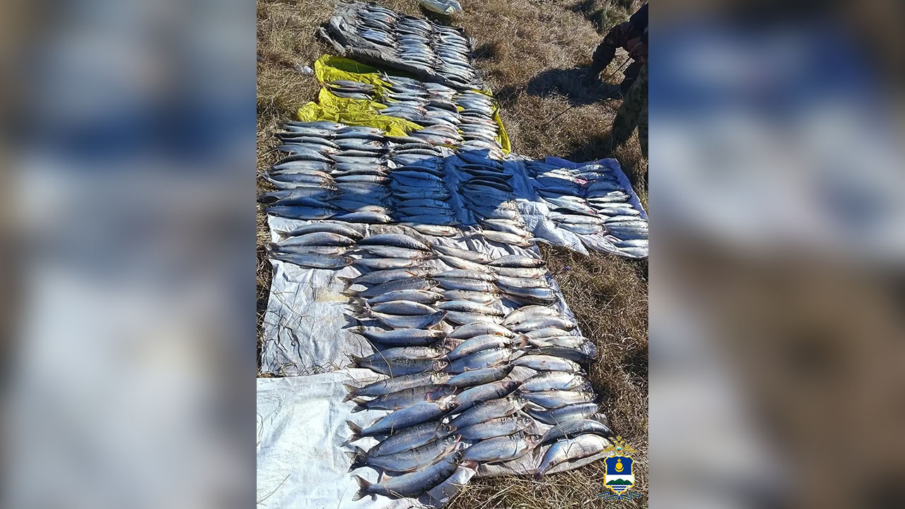 В Бурятии полицейские пресекли незаконную добычу байкальского омуля на сумму свыше 3 млн рублей