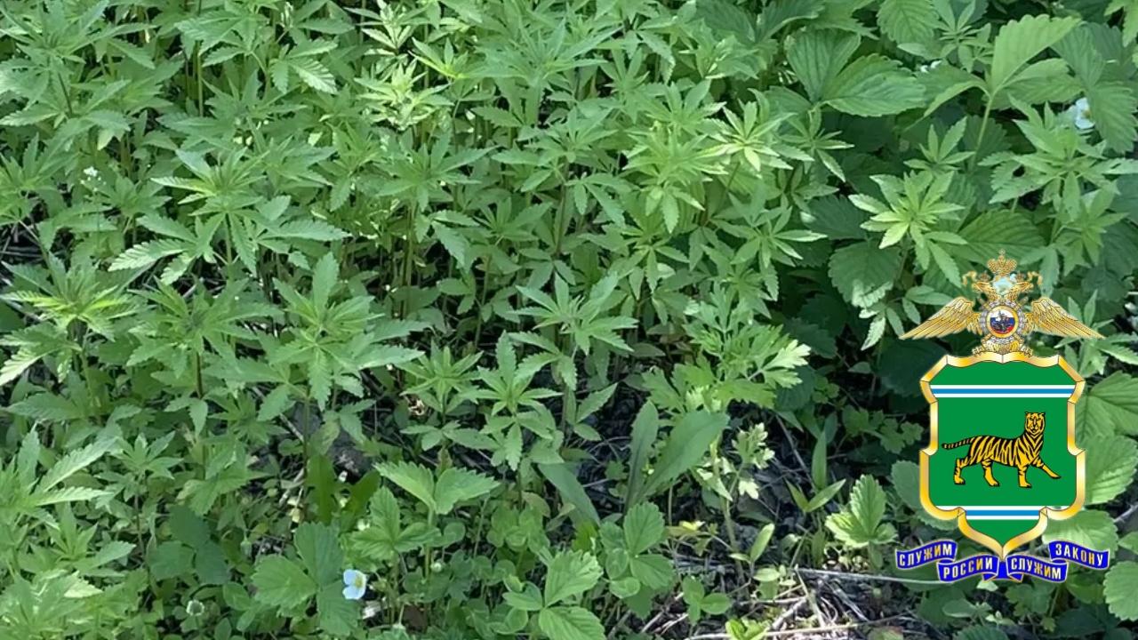 Почти 1300 кустов конопли обнаружили полицейские на огороде жительницы Еврейской автономной области