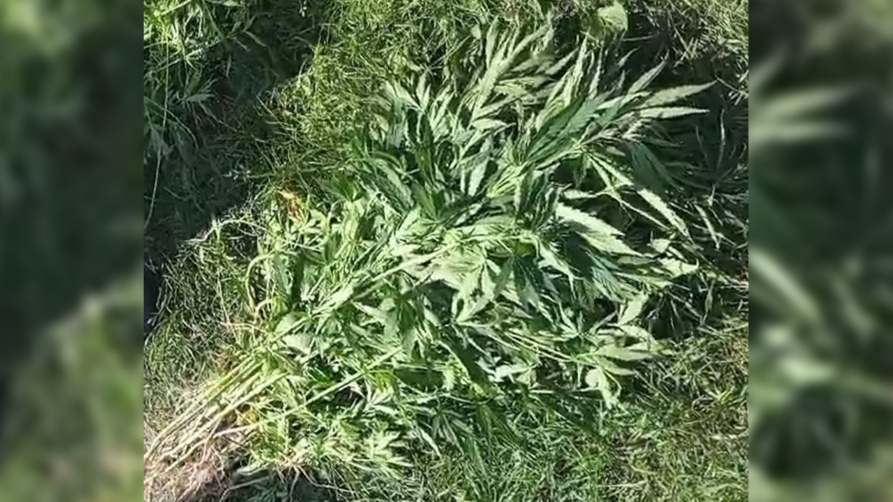 Более 260 кустов конопли обнаружено нижегородской полицией на приусадебном участке местных жителей