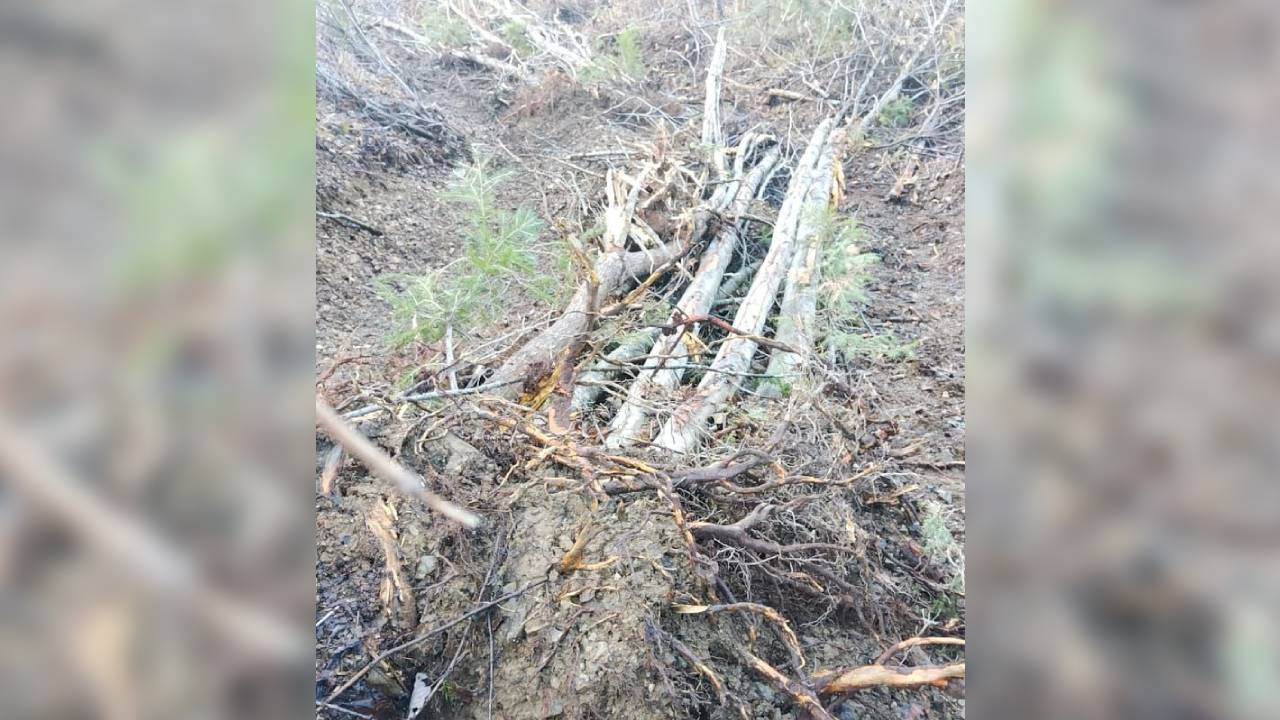 На Сахалине окончено расследование уголовного дела о повреждении лесных насаждений на 6,6 млн рублей