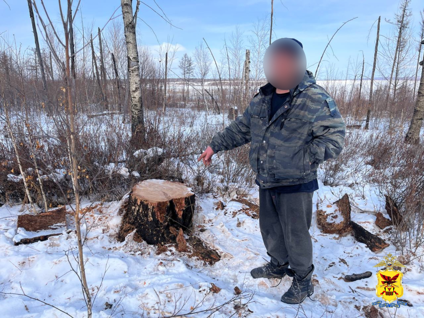Полиция установила «чёрных лесорубов», спиливших 14 лиственниц на территории заказника в Забайкалье