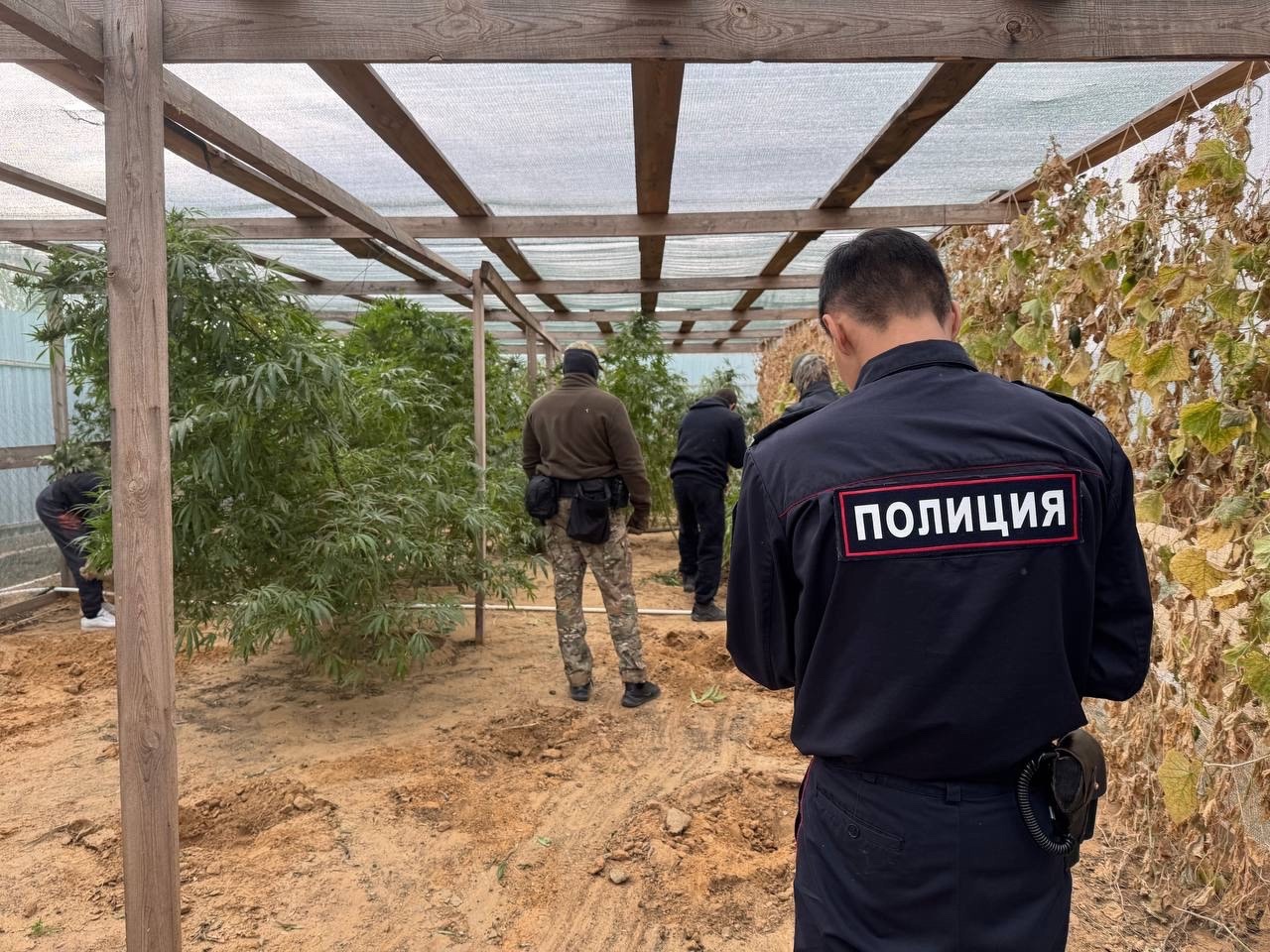 Оперативники Астраханской области изъяли 21 куст конопли размером выше человеческого роста
