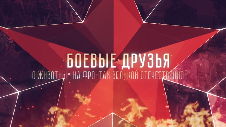 Центр кинологического обеспечения МВД России представил документальный фильм о роли четвероногих напарников в Великой Отечественной войне