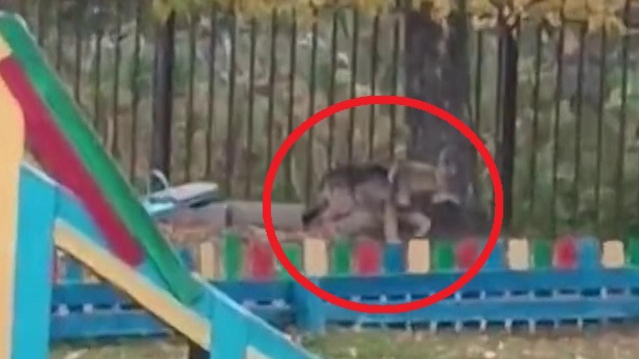 В Вологодской области полицейским обезврежен хищник, разгуливавший по территории детского сада
