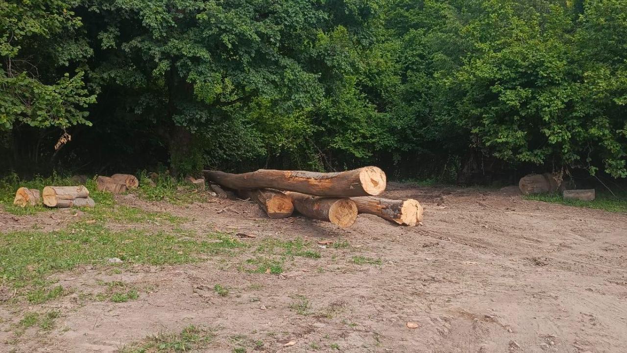 Житель Карачаево-Черкесии уличён полицейскими в незаконной вырубке пяти буков на 2,7 млн рублей