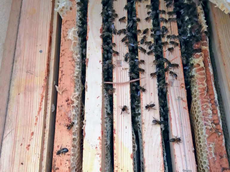 ДНК-экспертиза следов Винни Пуха