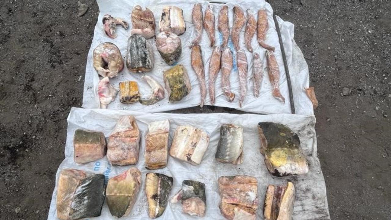 Жителя Хабаровского края будут судить за незаконный оборот биоресурсов и хранение оружия