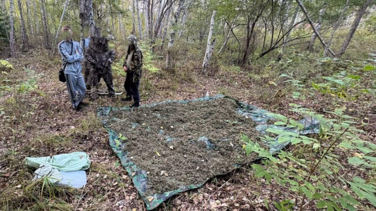 В Приморье полиция изъяла у жителя Уссурийска 21 кг заготовленной для личного употребления марихуаны