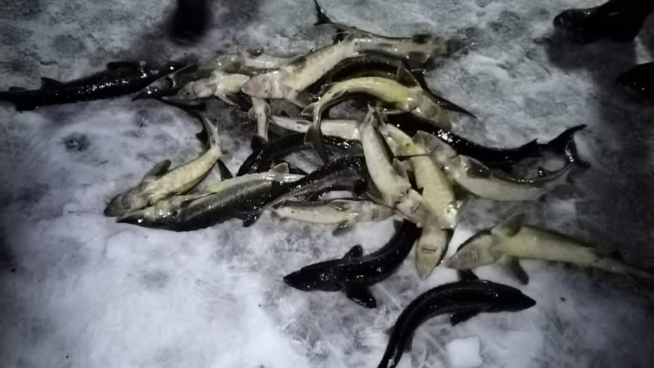 Сотрудники полиции пресекли незаконную добычу рыбы на озере Песьво в Тверской области
