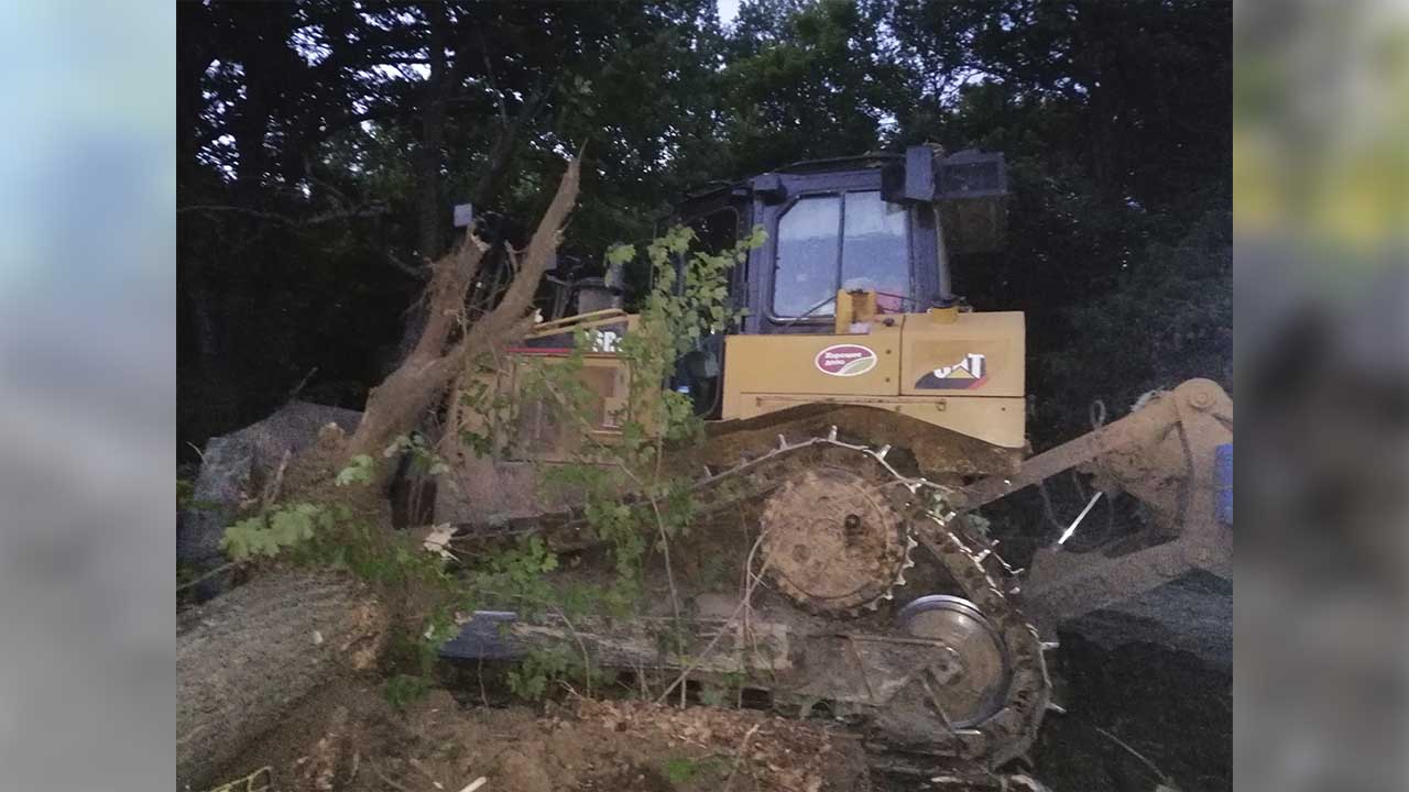 В Мордовии бригадир ради расчистки дороги для комбайнов уничтожил клёны, дубы, липы, вязы и ясени