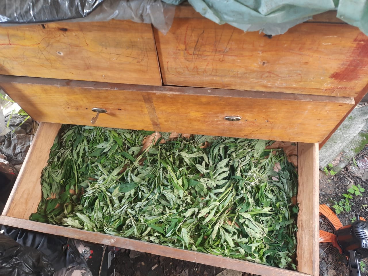 В Приморье под суд пойдёт жительница села Покровка, обвиняемая в хранении 1,5 кг марихуаны