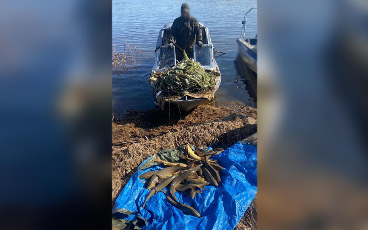 В Красноярском крае полиция вернула в естественную среду обитания 25 незаконно выловленных стерлядей