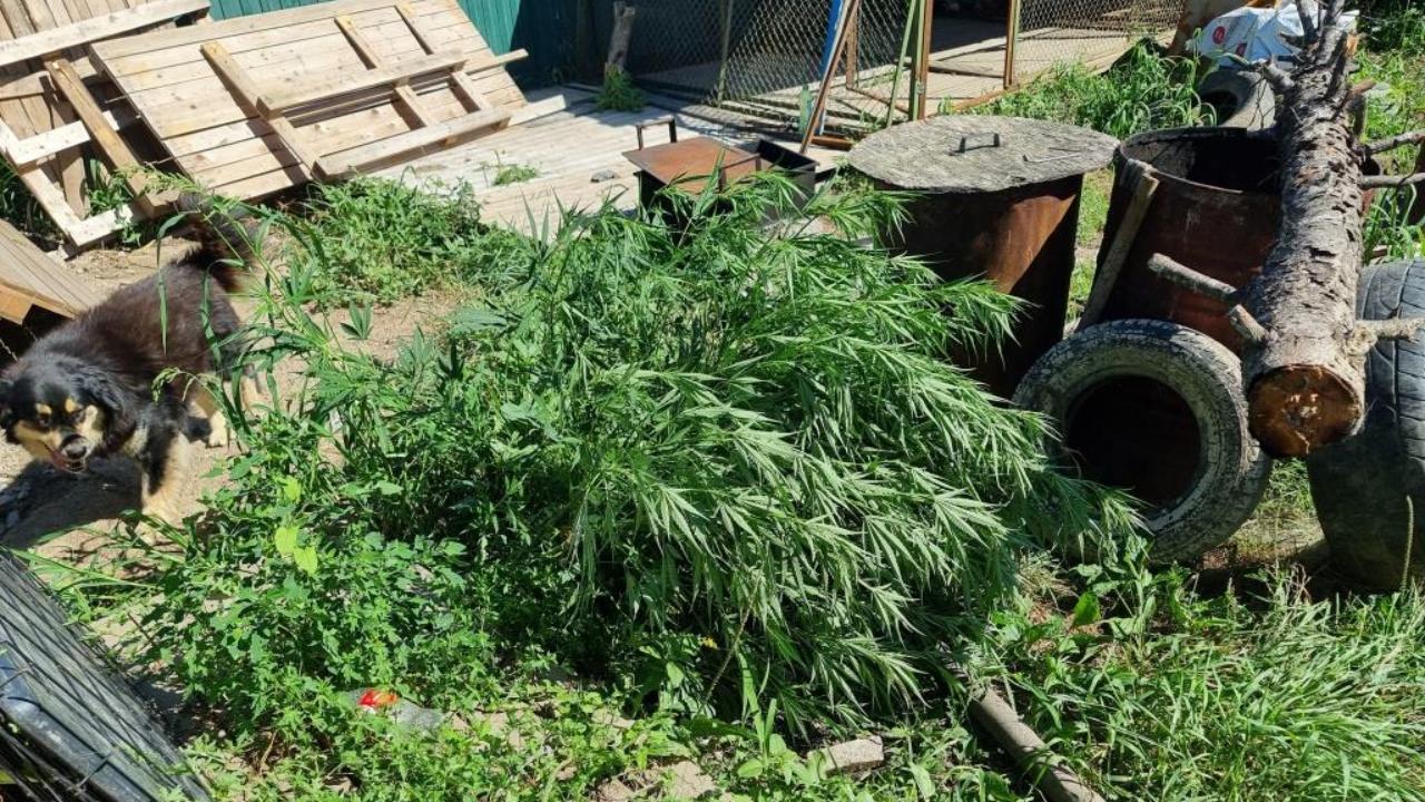 Свыше 280 кустов конопли и два мешка марихуаны изъяли хабаровские полицейские у двух наркоаграриев