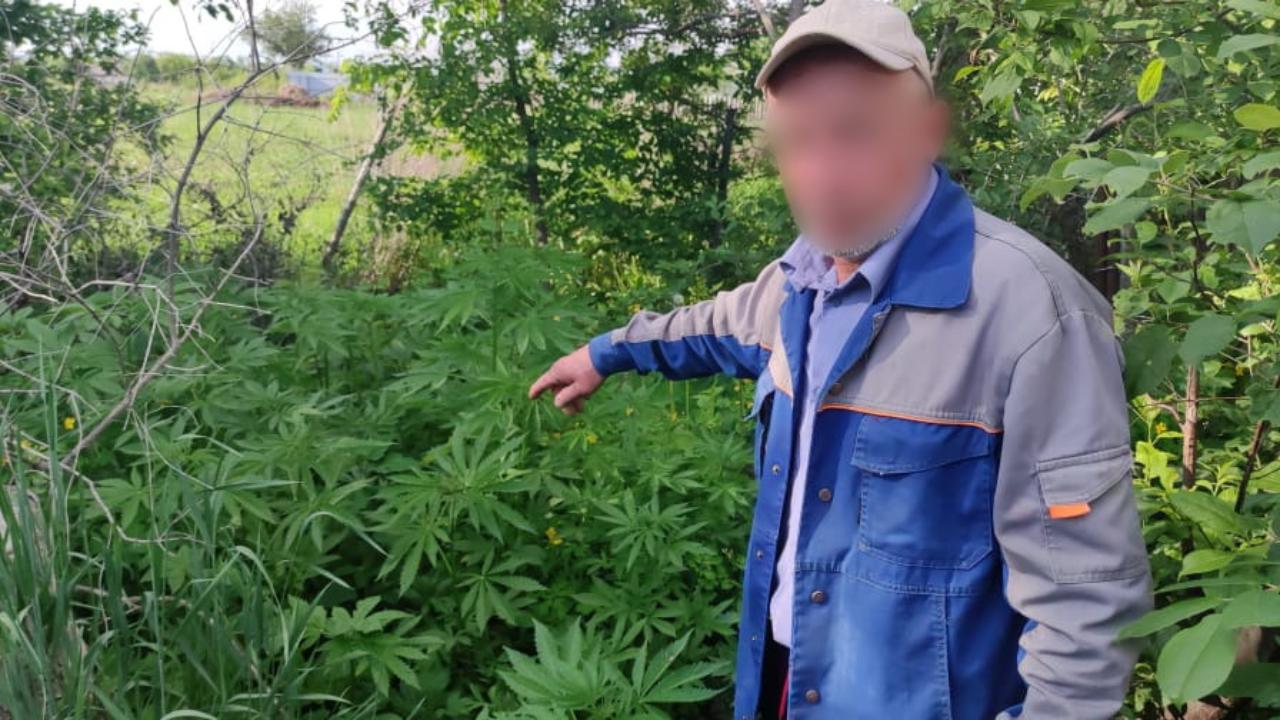 В Приморье полицейские обнаружили в огороде сельского жителя 370 кустов конопли