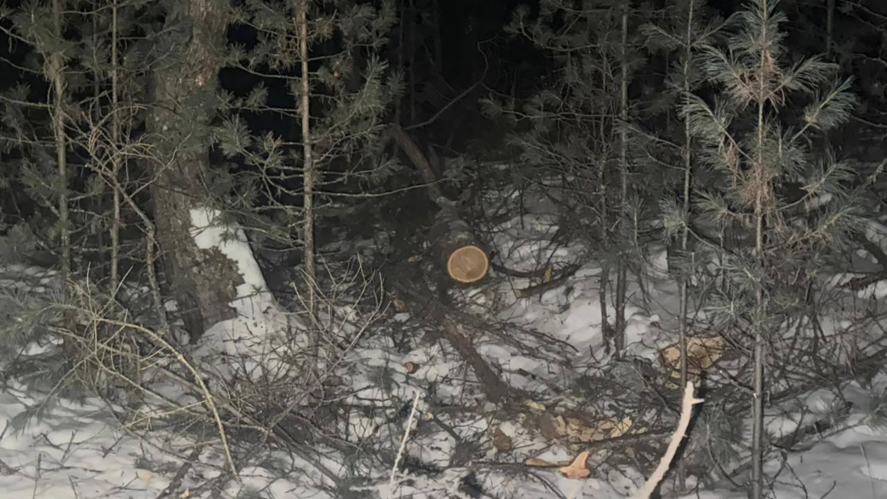 За незаконную вырубку в природоохранной зоне 30 лиственниц сибирских полицией задержан житель Тывы