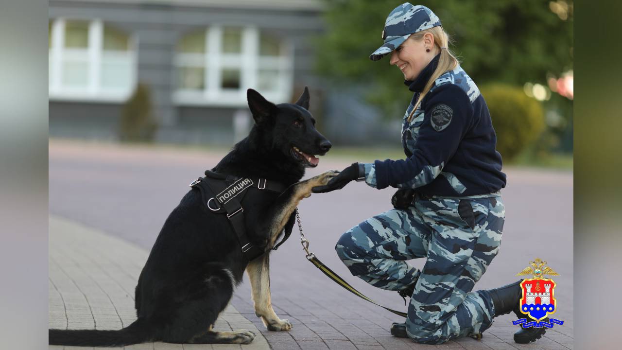 В Калининградской области кинолог и служебная собака отыскали заблудившегося в лесу пенсионера