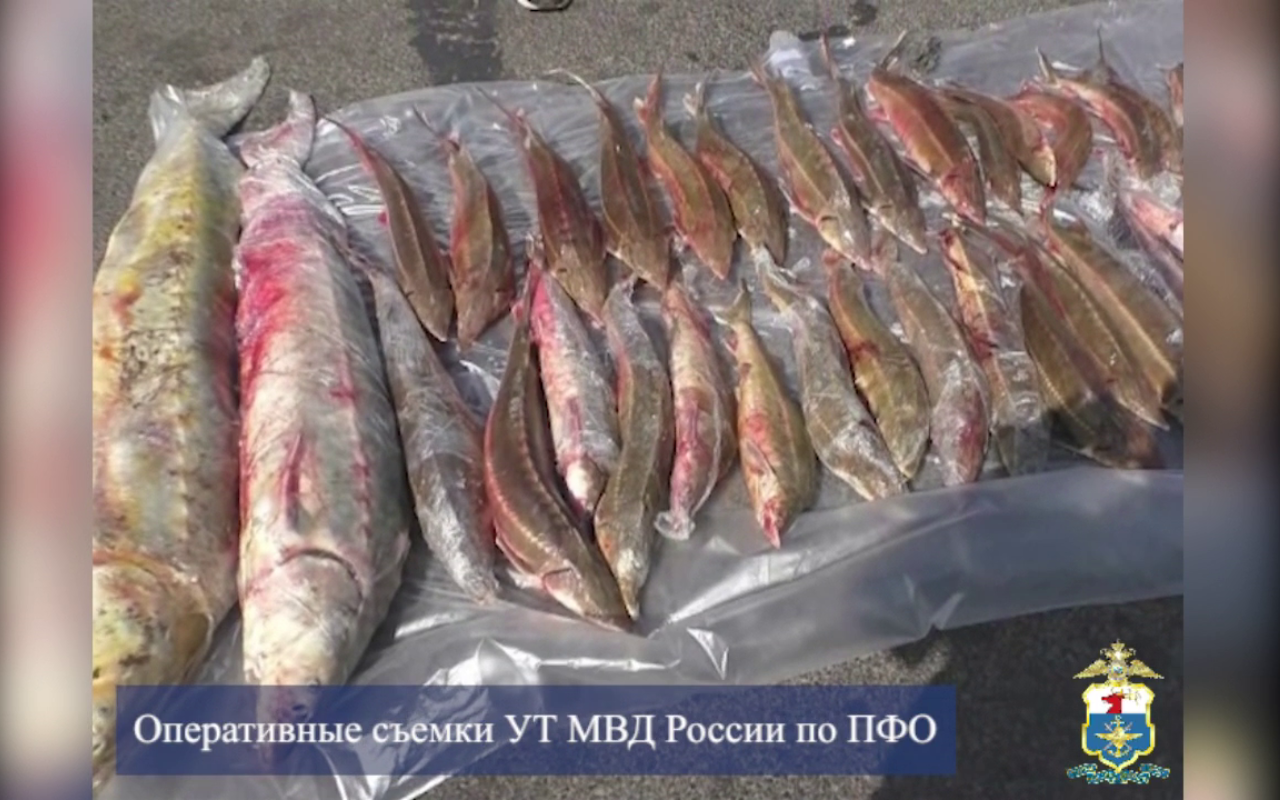 В Астраханской области транспортная полиция изъяла незаконно добытых 34 стерляди и двух русских осетров