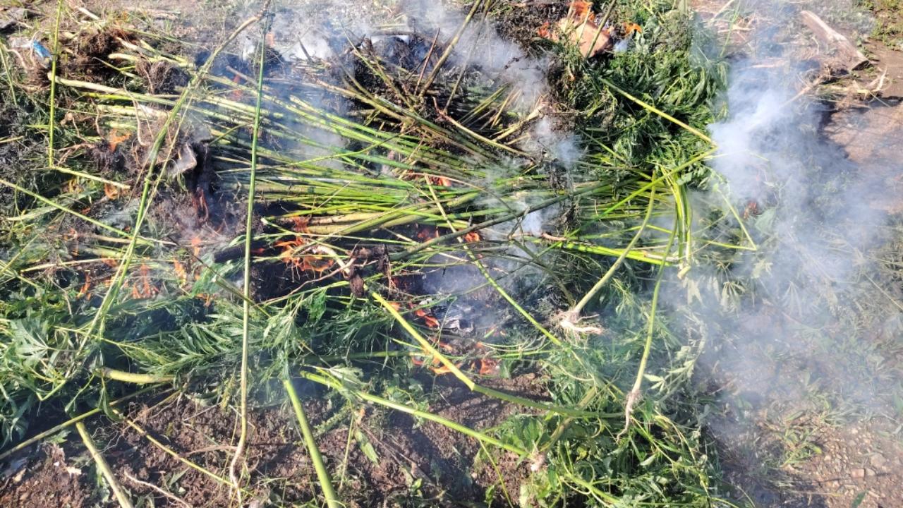 В Хабаровском крае полицейские уничтожили более полутора тысяч кустов дикорастущей конопли