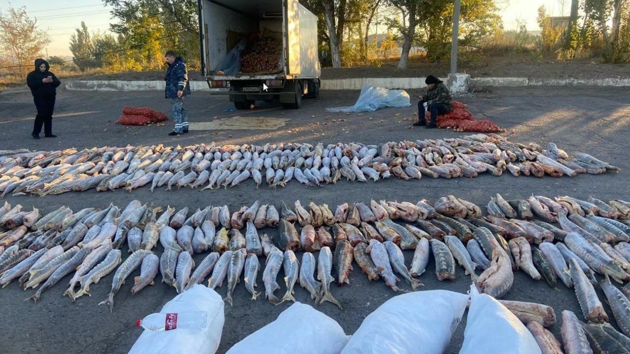 Ирина Волк: Астраханские полицейские изъяли из незаконного оборота 6,5 тонны рыбы семейства осетровых