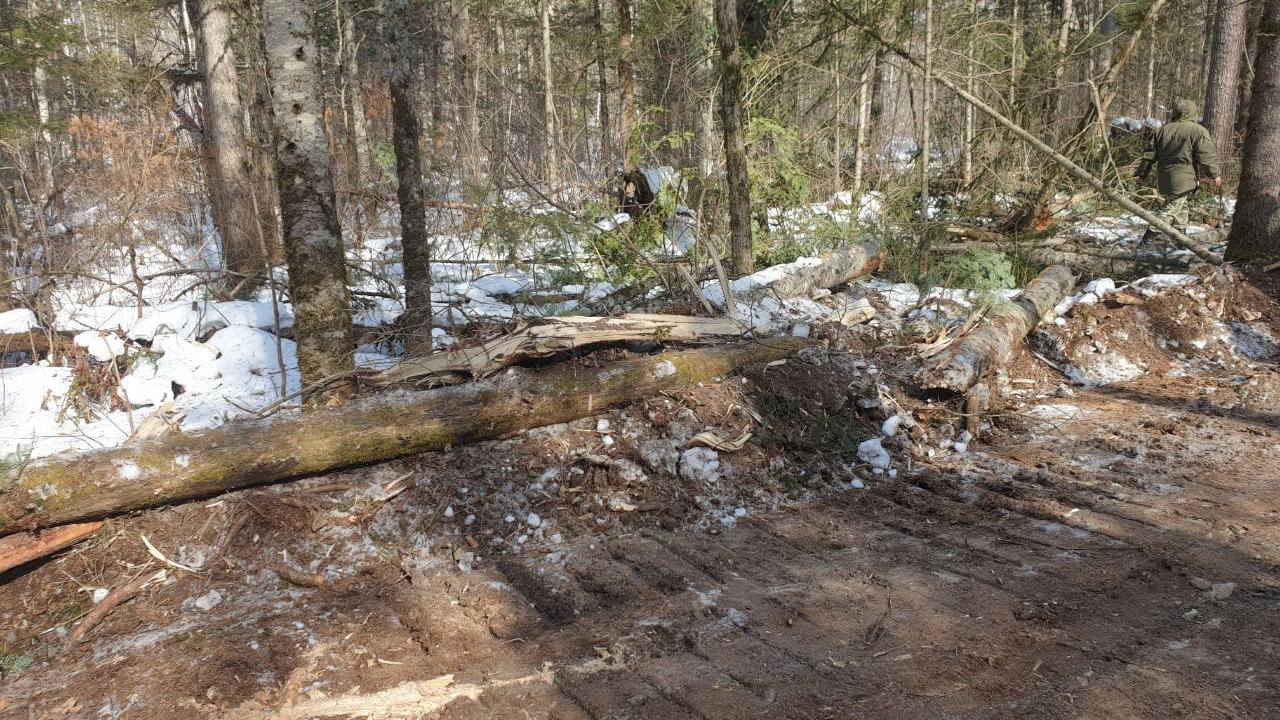 В Хабаровском крае двое обвиняемых предстанут перед судом за незаконную рубку леса
