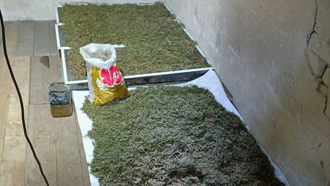 Амурские наркополицейские изъяли у жителя города Райчихинска заготовленные 32 кг марихуаны