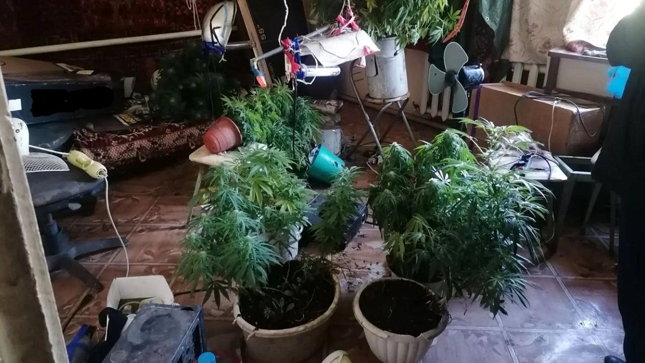 В Орловской области полицейские нашли у сельчанина 279 кустов конопли и один килограмм марихуаны