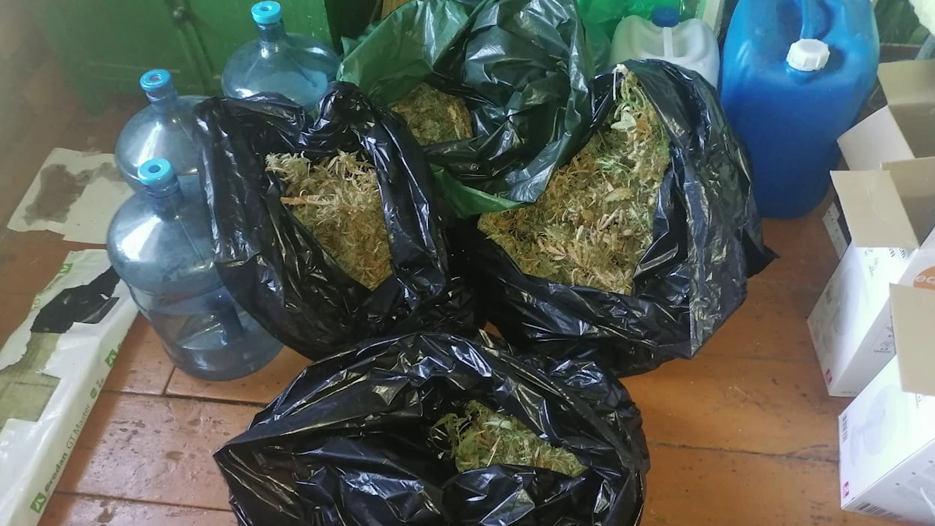 Во Владимирской области полицейские ликвидировали наркоплантацию