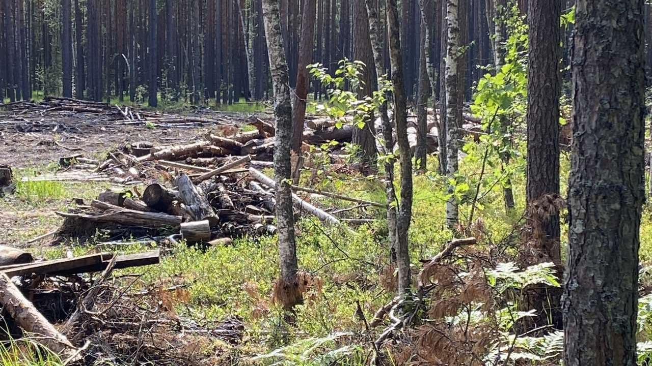 Житель Нижегородской области обвиняется в серии незаконных рубок леса более чем на 3,3 млн рублей