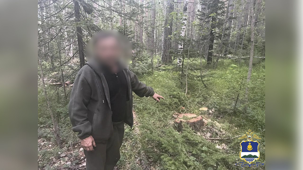 В Бурятии задержан «чёрный лесоруб», который спилил лес на 14,5 млн рублей и продал его за 200 000 рублей