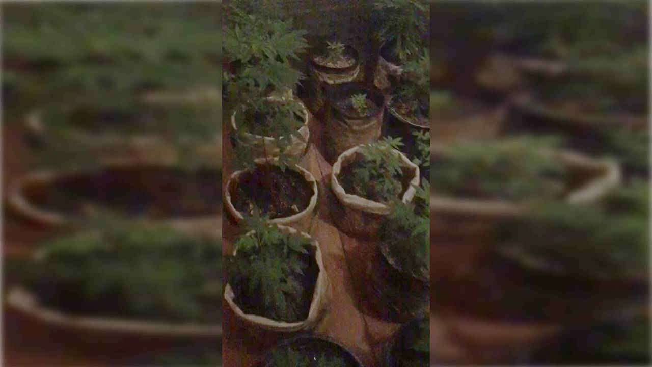 В Хабаровске за культивацию конопли и производство марихуаны местному жителю вынесен приговор суда
