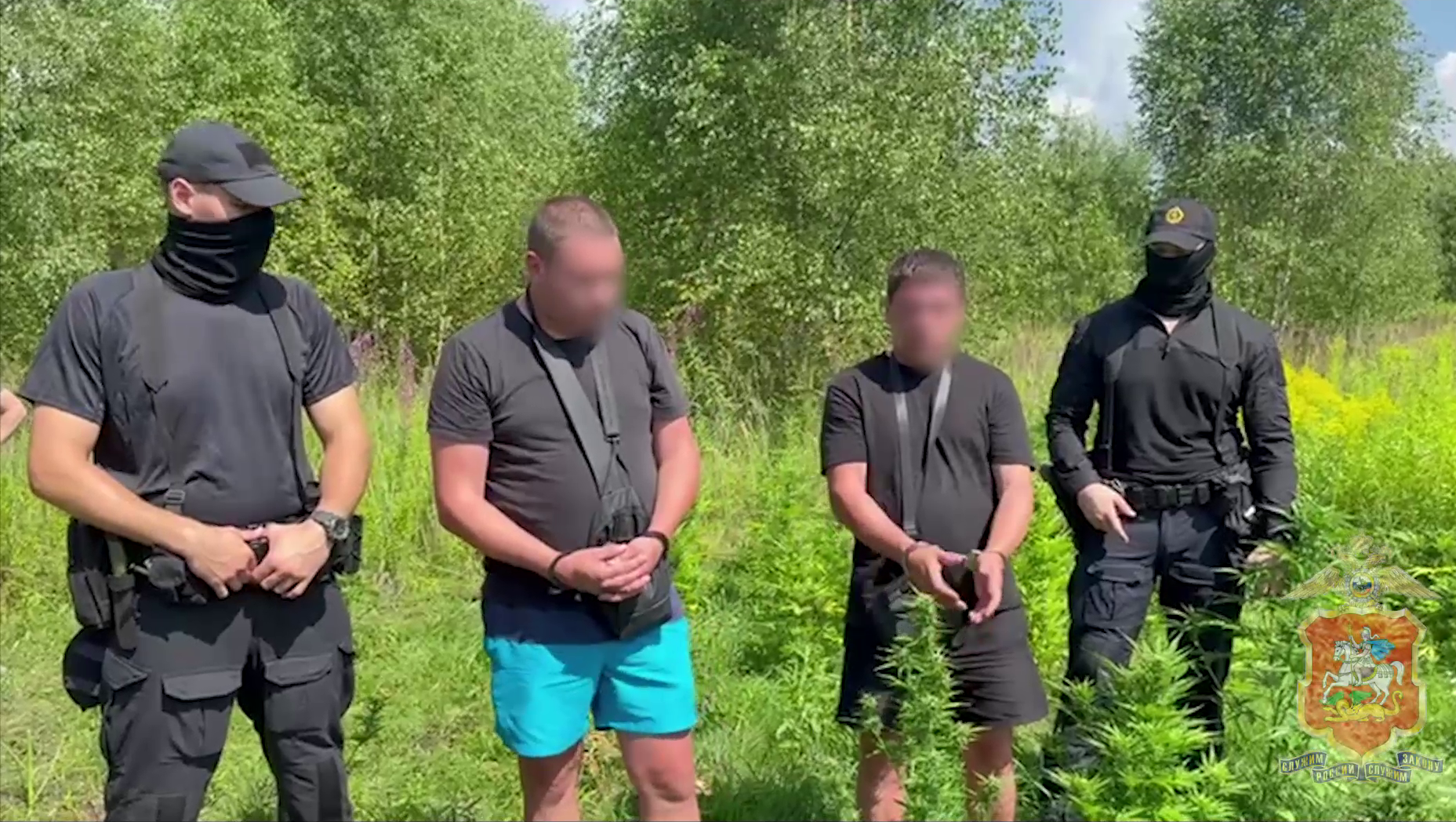 Двух наркоаграриев, выращивавших коноплю в поле у деревни Бывалино в Подмосковье, задержала полиция