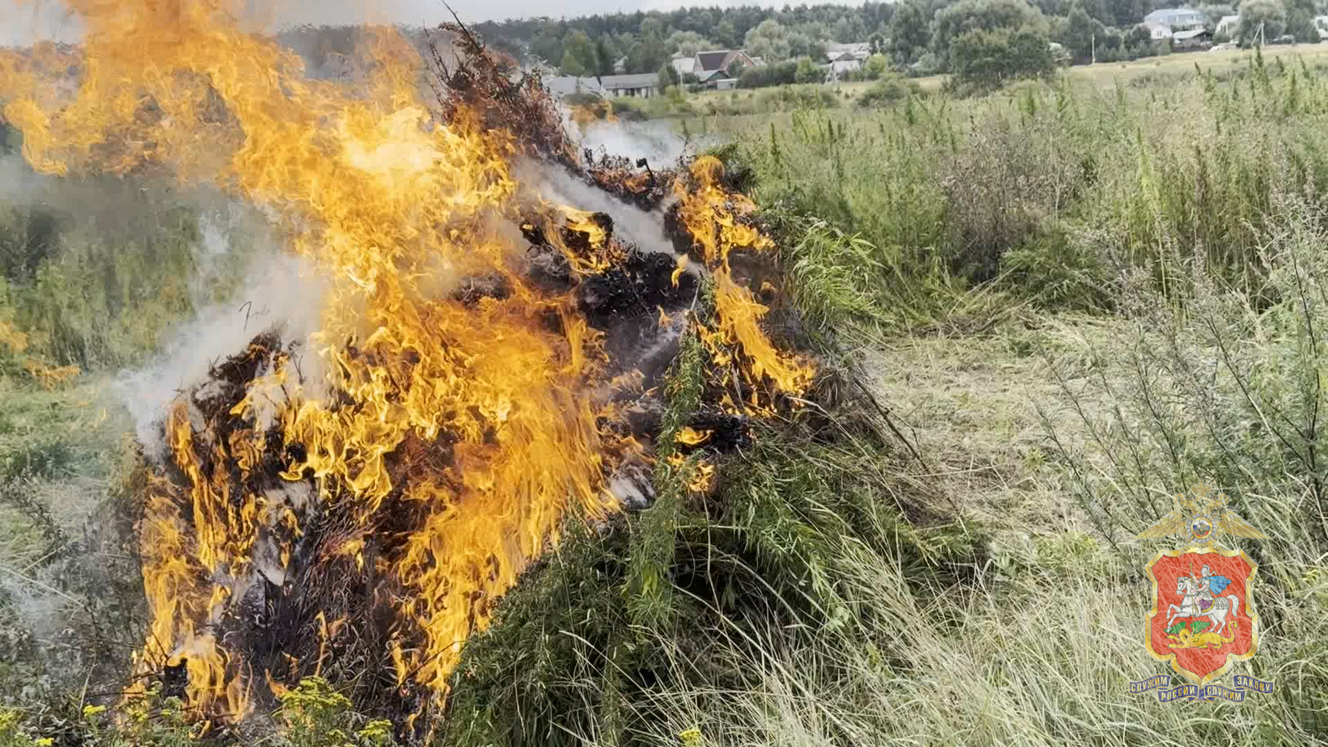 В Раменском округе Подмосковья уничтожено более 600 кг дикорастущей конопли, выявленной полицейскими