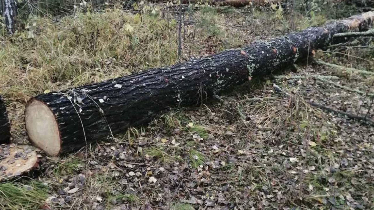 Бизнесмен из Красноярского края подозревается в незаконной рубке более 8 тысяч деревьев