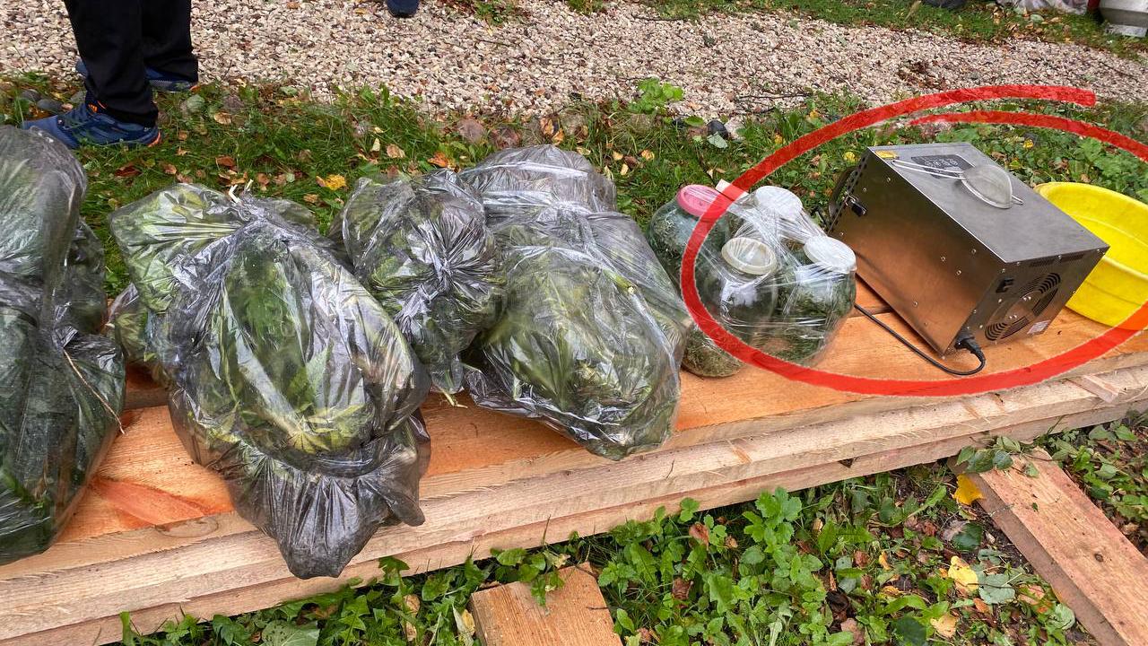 Правоохранители задержали жительницу Псковской области, сушившую коноплю дегидратором