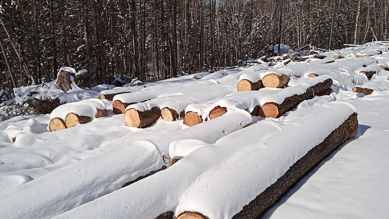 В Хабаровском крае возбуждено уголовное дело о незаконной рубке лесных насаждений