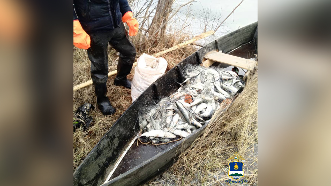 Участковые уполномоченные полиции Бурятии уличили браконьера в вылове омуля почти на 1,7 млн рублей