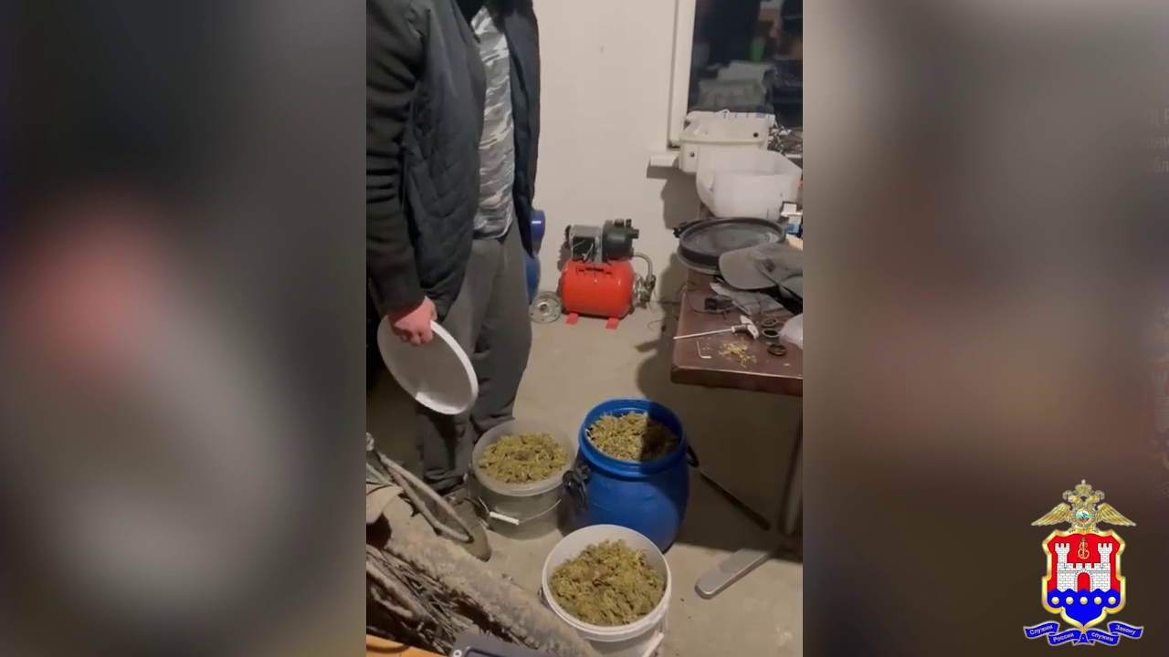 Вейпы с гашишным маслом, более 5 кг марихуаны и 80 кустов конопли изъяла полиция у трёх калининградцев