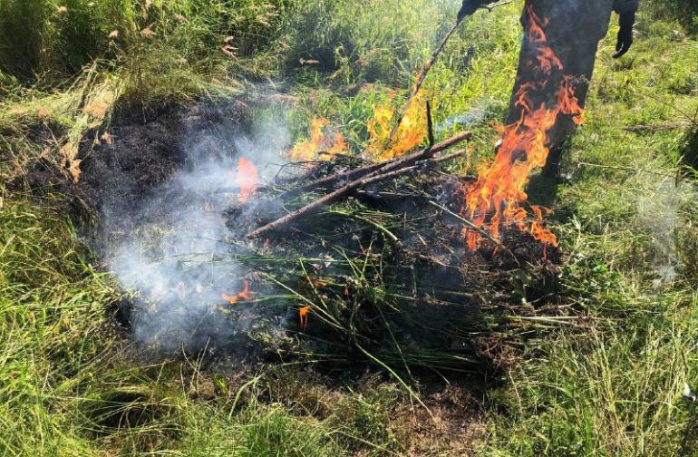 В Хабаровском районе уничтожены более 2500 кустов дикорастущей конопли
