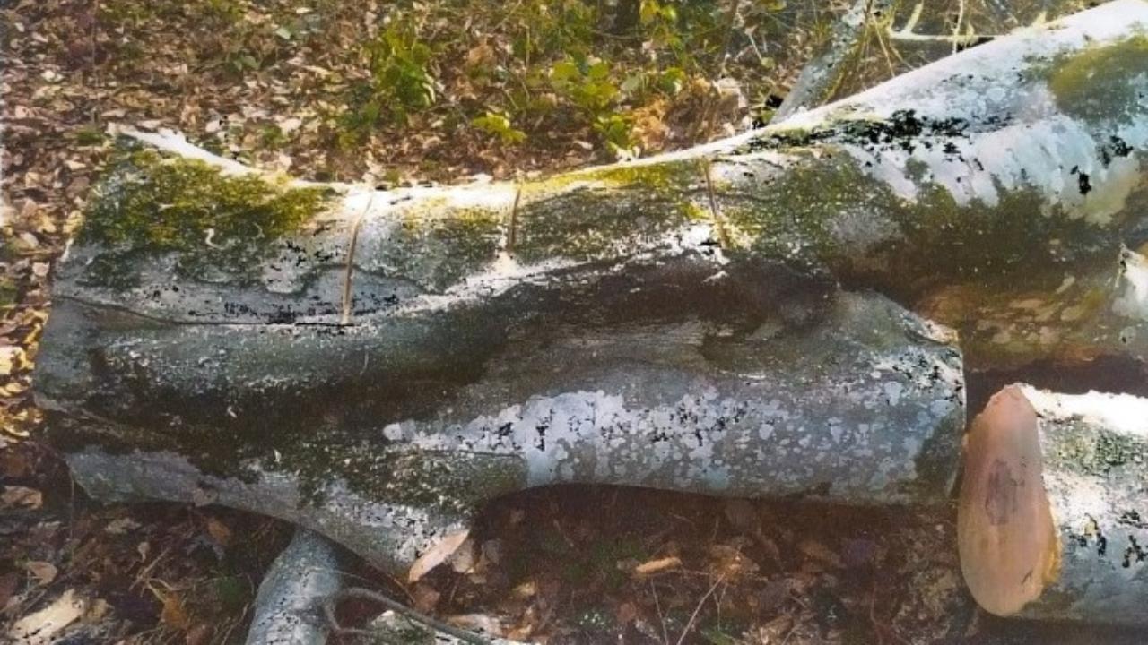 Полиция Кабардино-Балкарии выявила незаконную заготовку бука восточного на 1,1 млн рублей