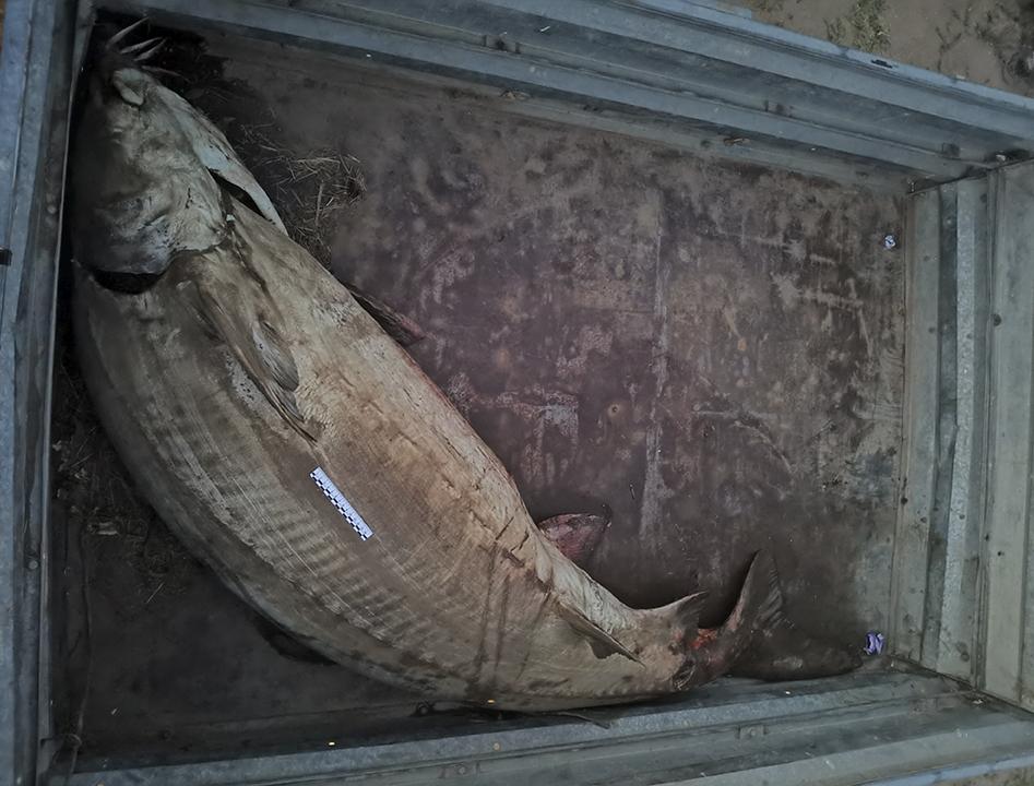 В Волгоградской области возбуждено уголовное дело по факту незаконного вылова белуги