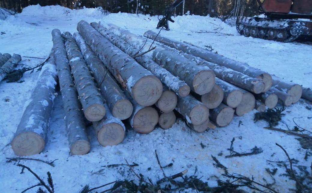Красноярской полицией передано в суд уголовное дело о незаконной рубке леса на 3,9 млн рублей