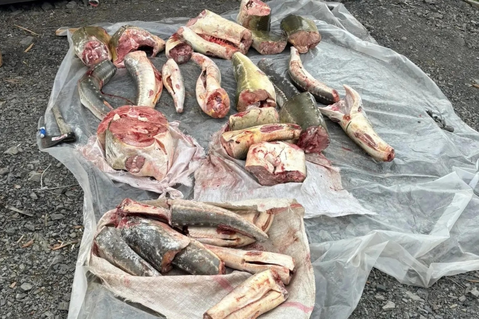 Жителю дальневосточного села Ачан полиция вменяет незаконное хранение 311 кг частей осетра и калуги