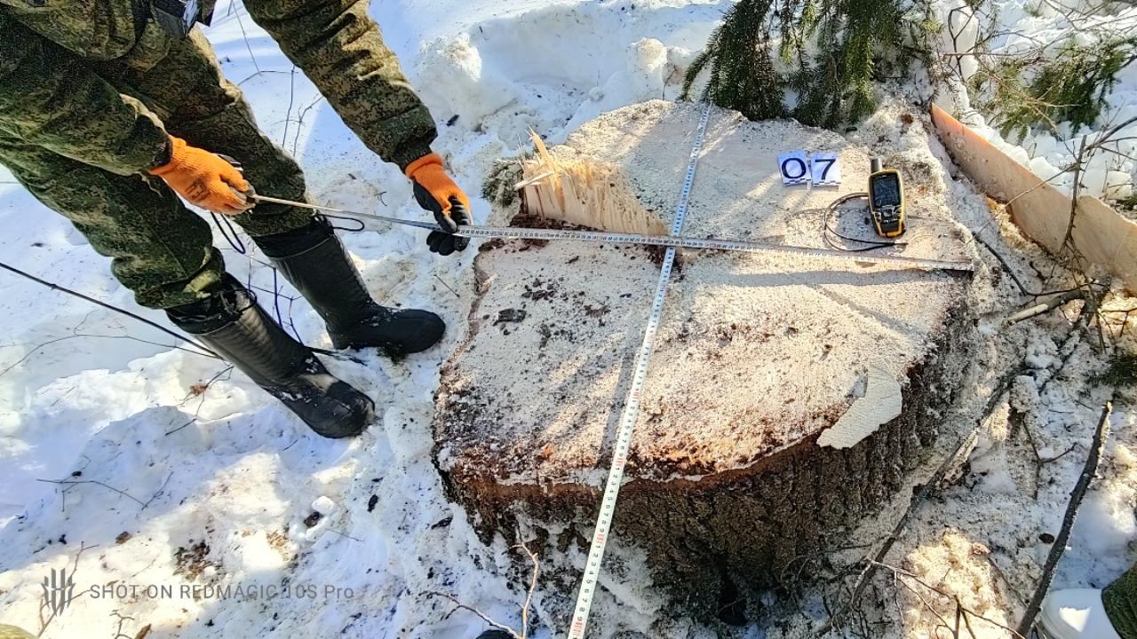 Незаконная рубка елей на 2 млн рублей в национальном парке «Смоленское Поозерье» раскрыта полицией