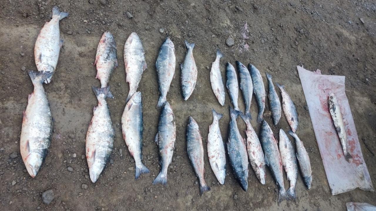 Житель Сахалина задержан за незаконную добычу ценной рыбы семейства лососевых
