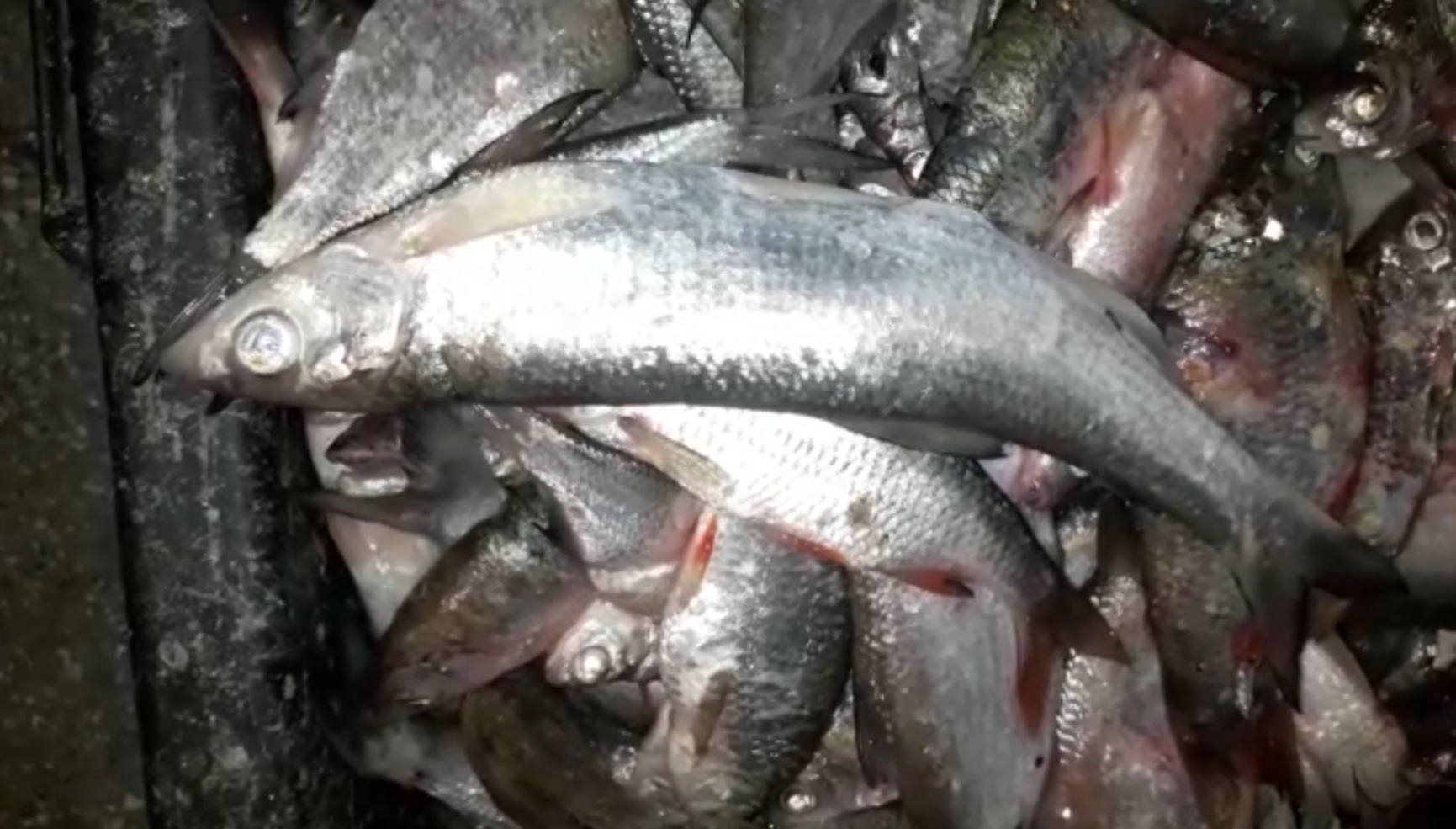 В Краснодарском крае перед судом предстанут обвиняемые в браконьерстве