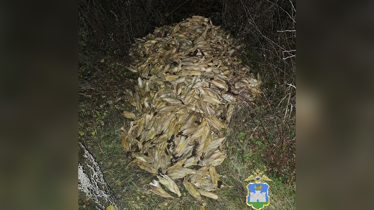 Житель Орловской области уличён полицейскими в краже 3,7 тонны кукурузы с поля
