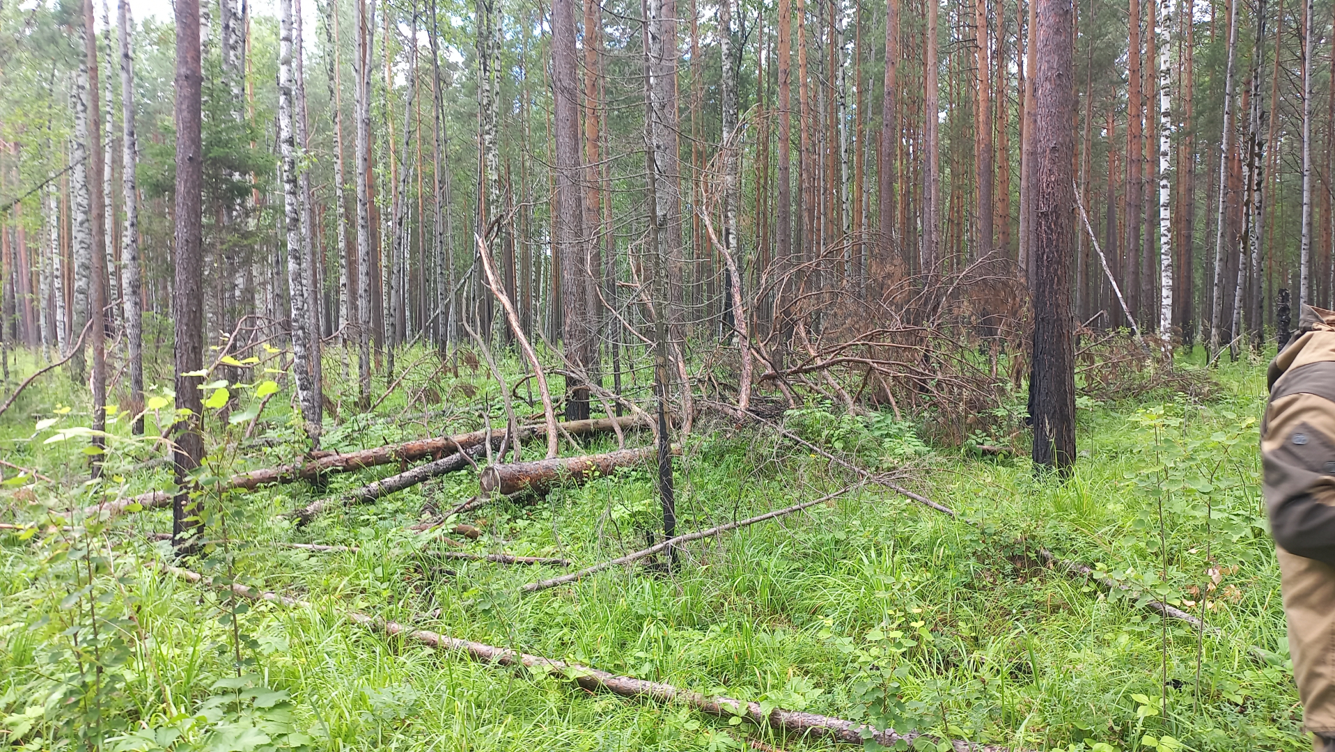 Бизнесмен из Красноярского края уличён полицией в незаконной вырубке леса более чем на 1,2 млн рублей