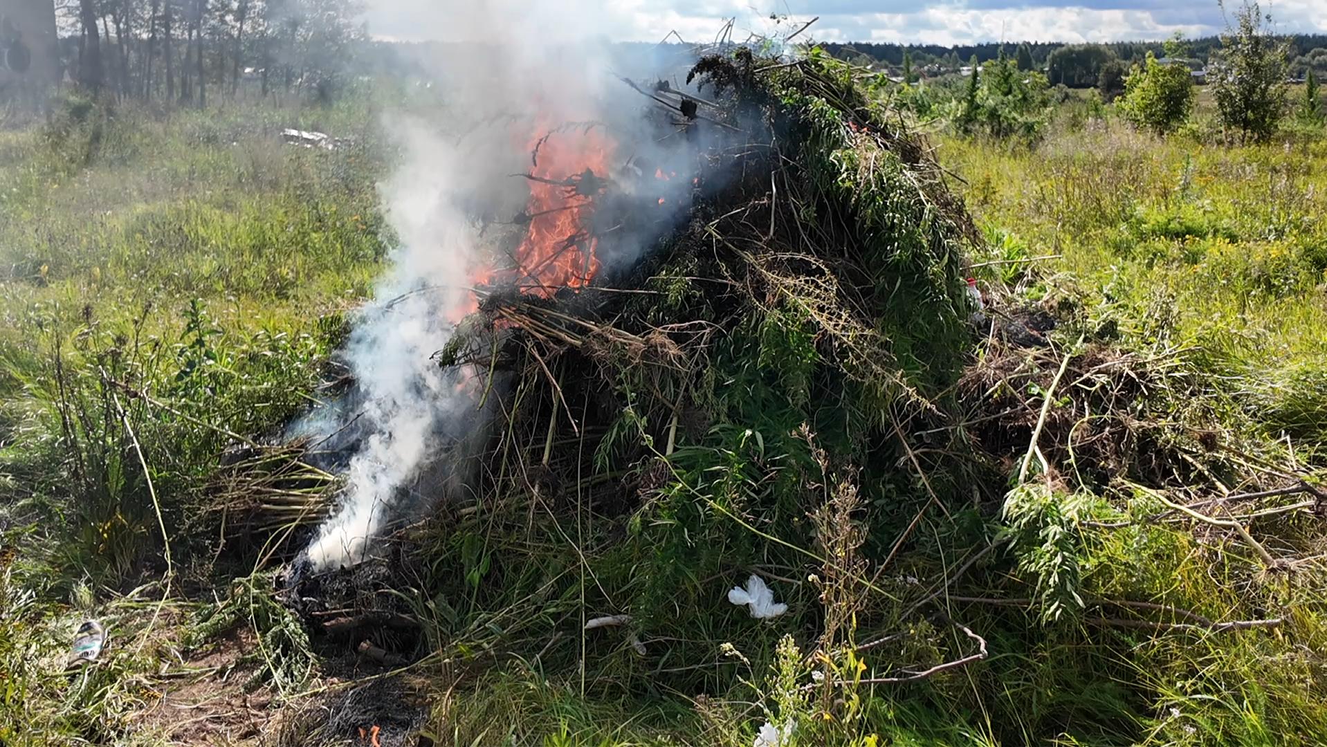 Полицейские подмосковного Раменского уничтожили более 800 кг дикорастущей «дурман-травы»