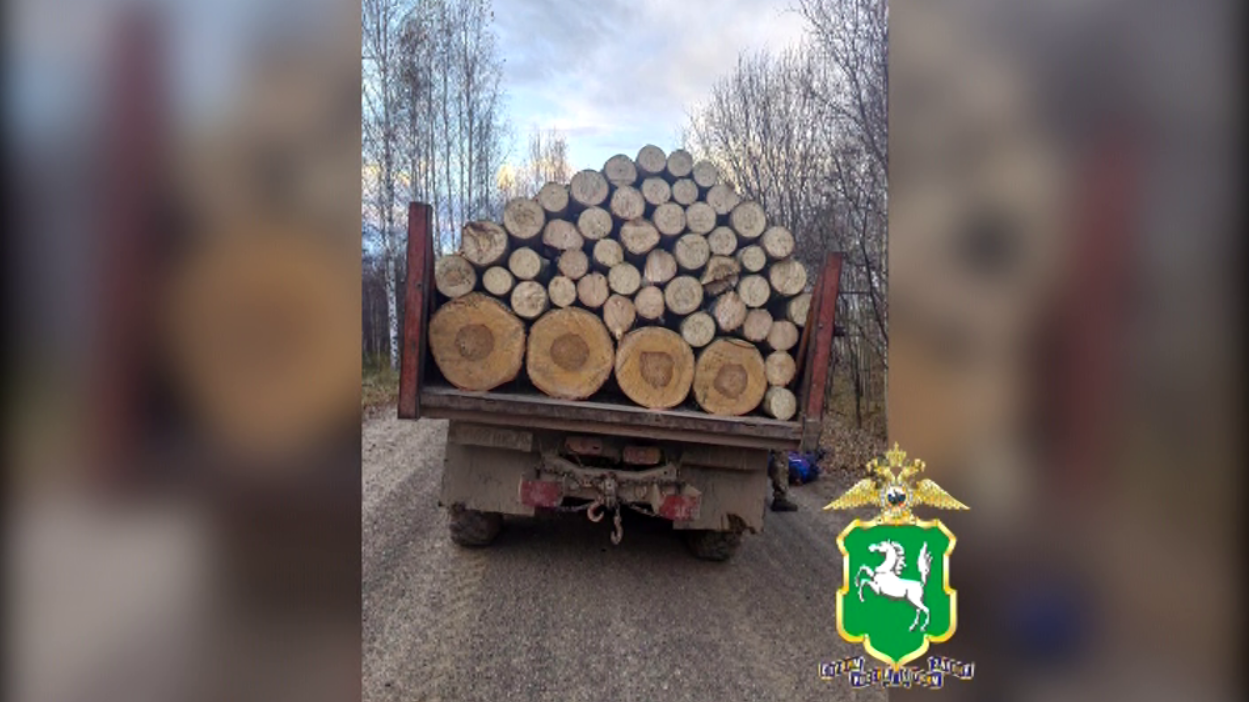 Томские полицейские задержали двух лесорубов, незаконно спиливших свыше 133 деревьев